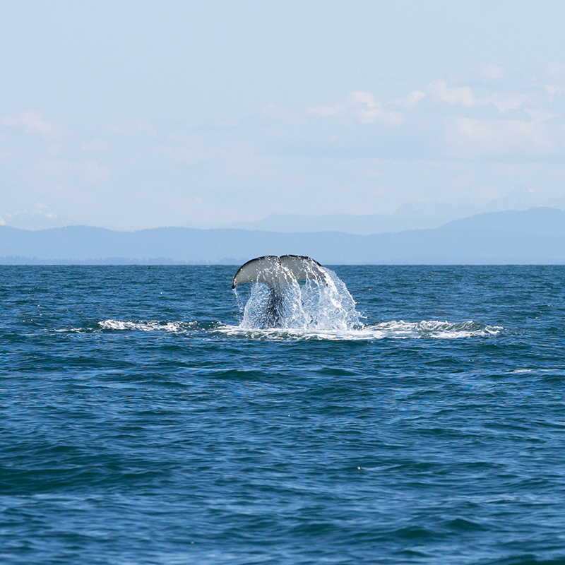 https://discovervancouvertours.com/wp-content/uploads/2022/06/©LisanneSmeele-Whalewatching-11.jpg