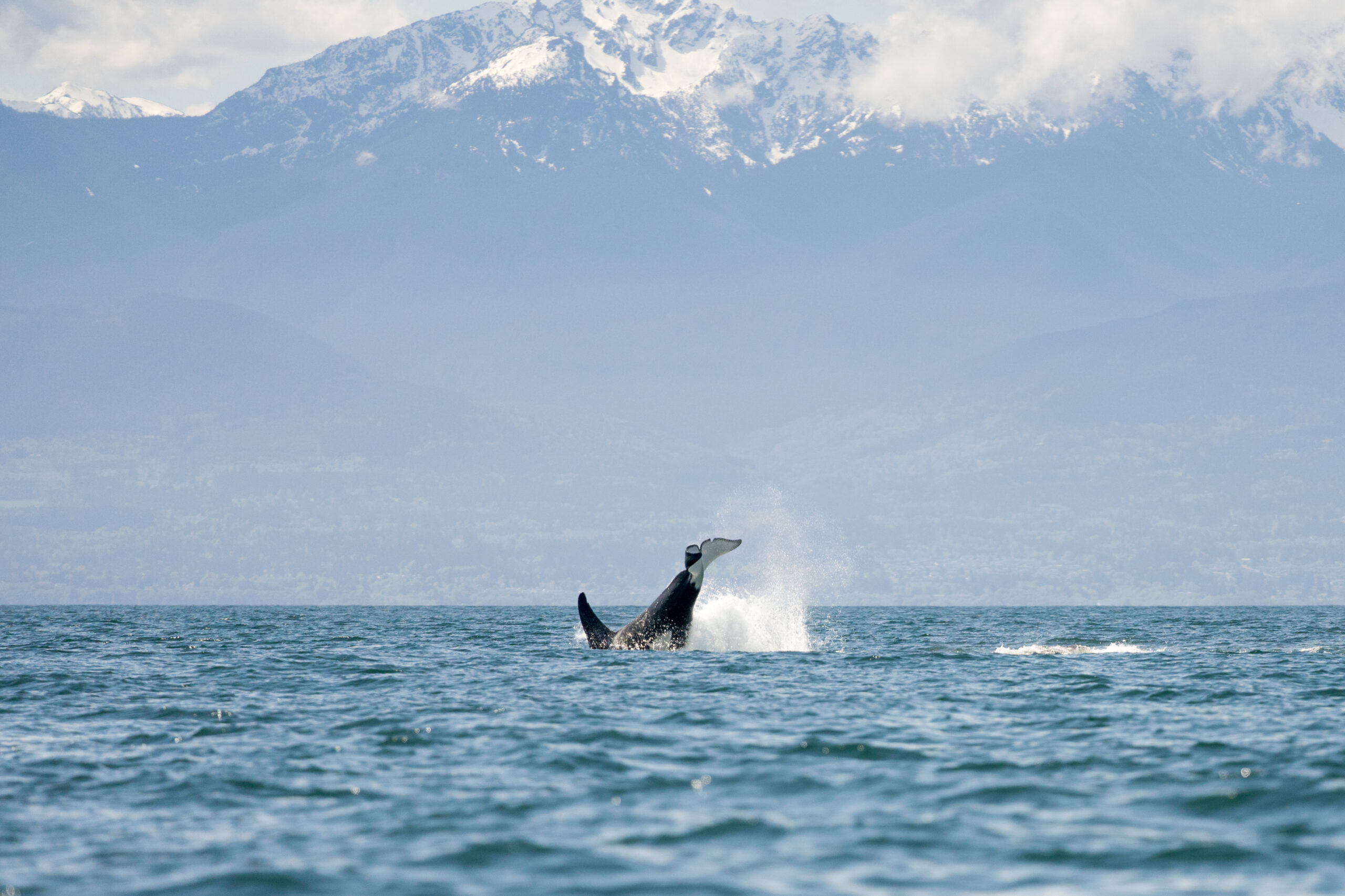 https://discovervancouvertours.com/wp-content/uploads/2022/07/©LisanneSmeele-Whalewatching-39-scaled.jpg