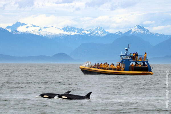 https://discovervancouvertours.com/wp-content/uploads/2023/04/Attraction-Vancouver-Whale-Watch_1200x800-600x400.jpg