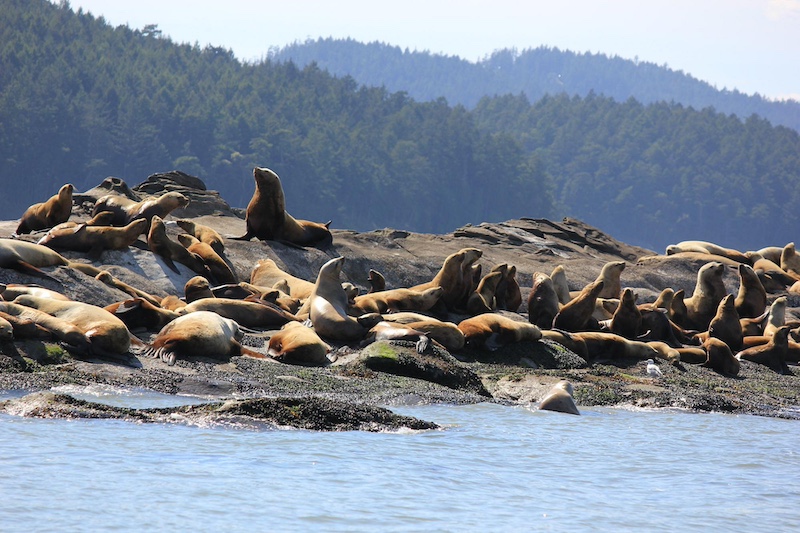 https://discovervancouvertours.com/wp-content/uploads/2025/04/©Tripadivsor-Whalewatch-5.jpg