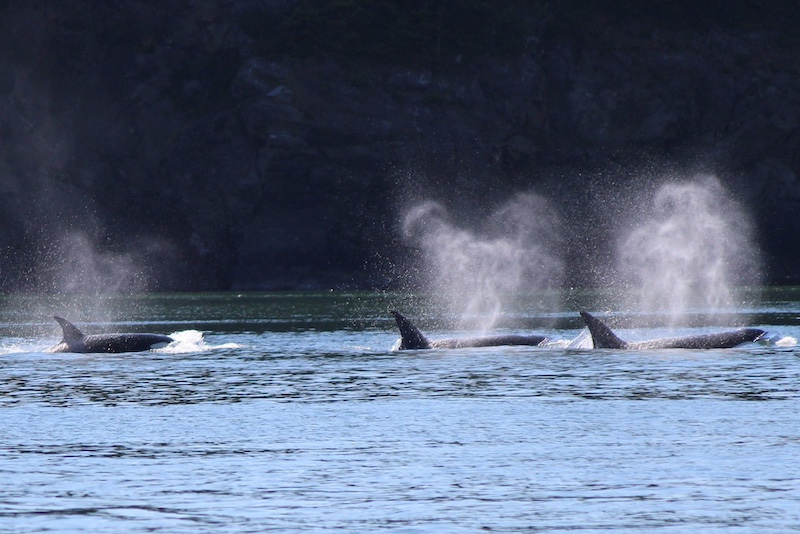 https://discovervancouvertours.com/wp-content/uploads/2025/04/©Tripadvisor-Whalewatch-4.jpg