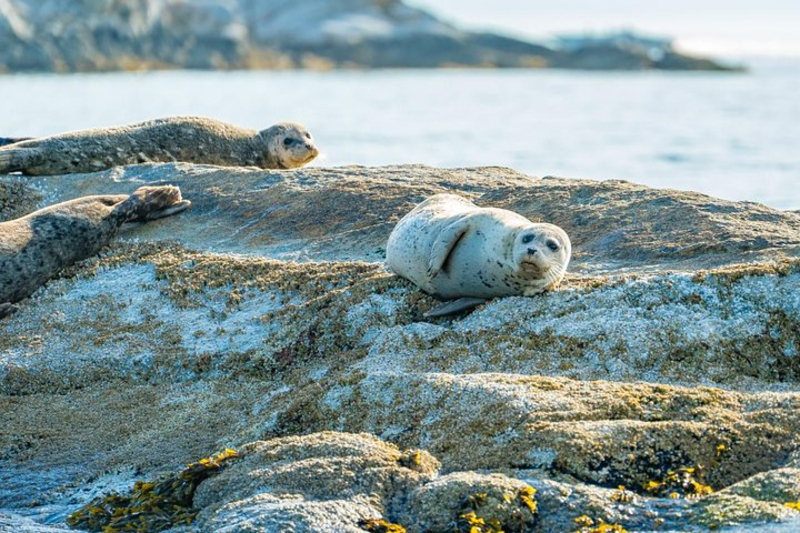 https://discovervancouvertours.com/wp-content/uploads/2025/04/©Vancouverwateradventures_CitySealsBoat-3.jpg