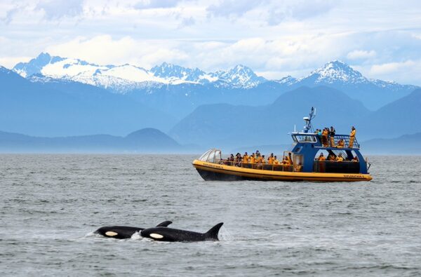 https://discovervancouvertours.com/wp-content/uploads/2025/04/©Whalewatch-2-600x395.jpg