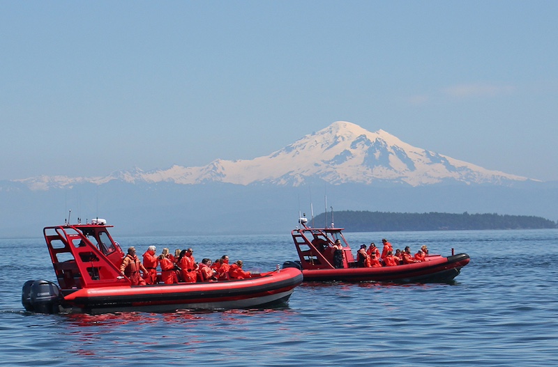 https://discovervancouvertours.com/wp-content/uploads/2025/04/©Whalewatch-3.jpg