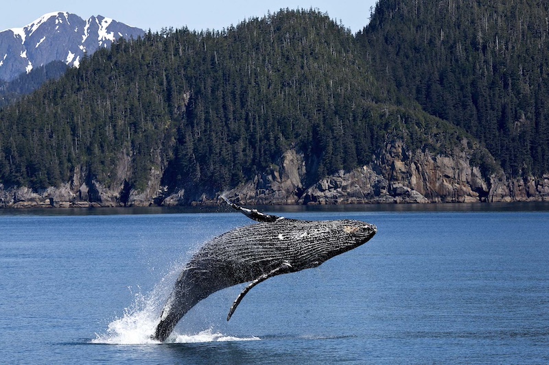 https://discovervancouvertours.com/wp-content/uploads/2025/04/©Whalewatching-6.jpg
